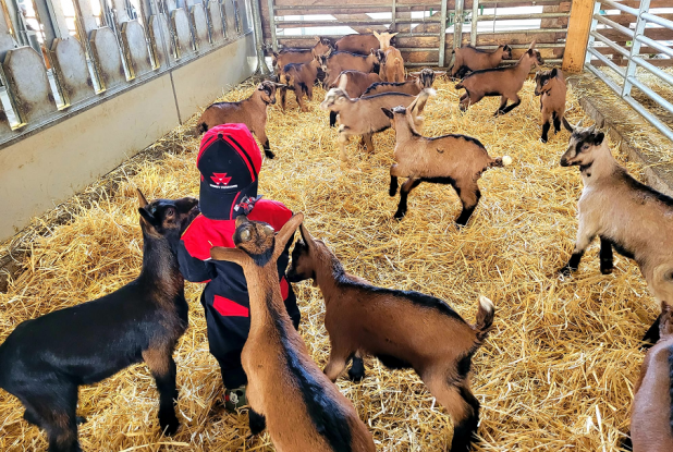 Chèvrerie du bois d'Amon : Rencontres