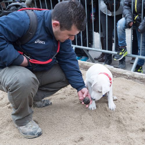 Fête de la Truffe - Chien truffier