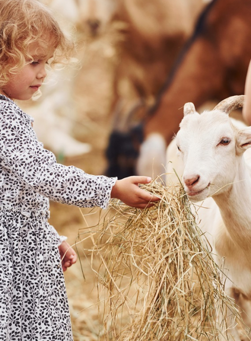 Fermes pédagogiques : pourquoi et comment marche cette sortie nature au contact des animaux ?