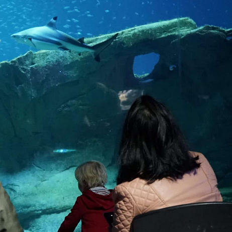 Famille devant un requin à l'Aquarium de Paris