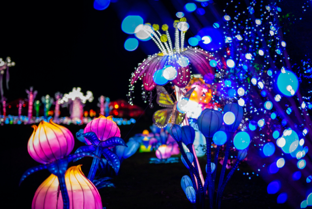 Lumières Sauvages à Thoiry : fleurs