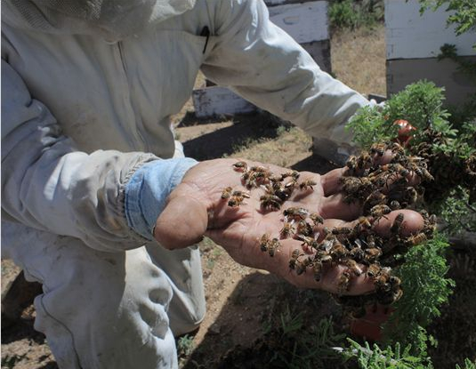 Des abeilles et des hommes