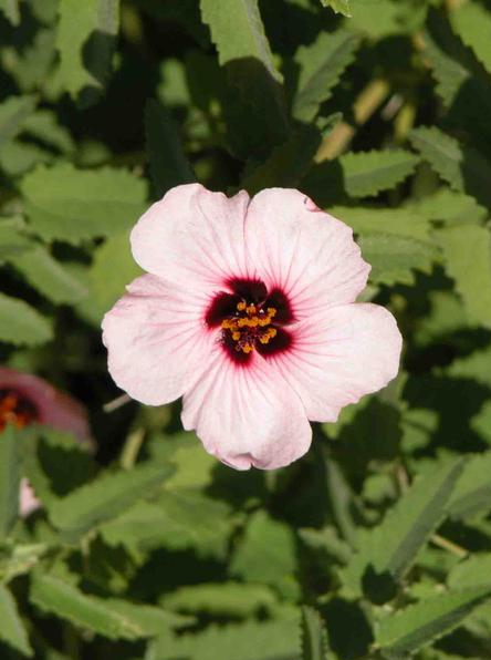 Pavonia xanthogloea Ekmann Famille Malvaceae