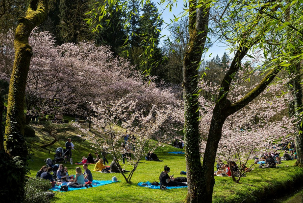 Hanami, la fête des cerisiers au Parc Maulévrier
