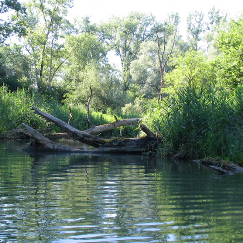 Réserve naturelle de l'île du Rohrschollen - Bauerngrundwasser