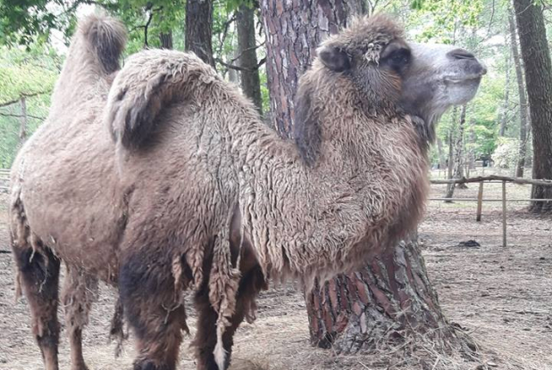 Pinpin Pilou - Dromadaire