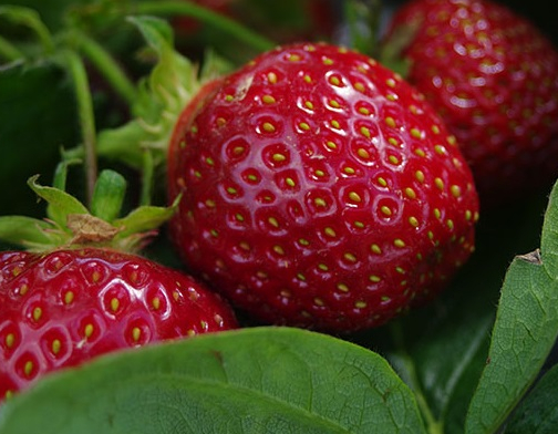 Cueillette de Compans