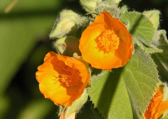 Abutilon grandifolium (Willd.) Famille Malvaceae
