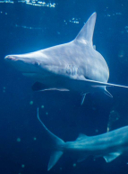 Semaine du Requin à Nausicaà