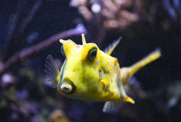 Oniria : poisson vache