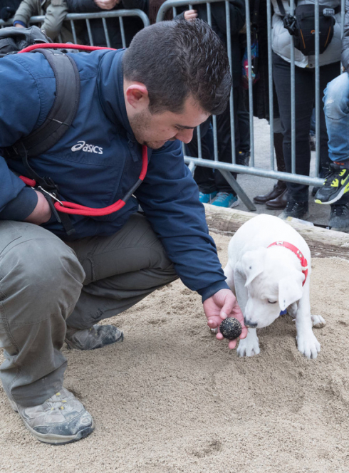 Fête de la Truffe - Chien truffier