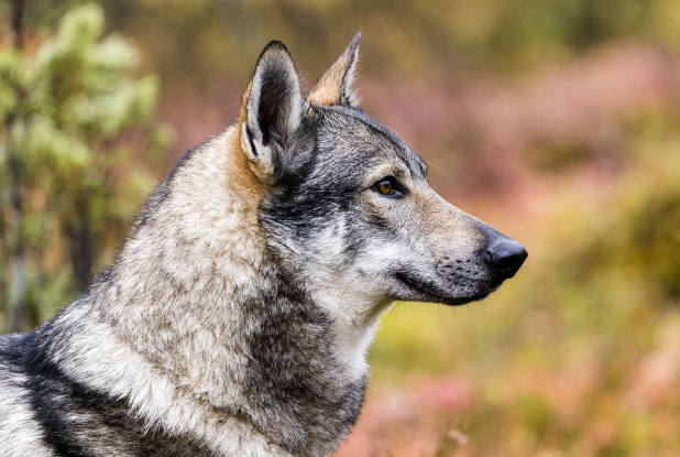 Aïlo : une odyssée en Laponie - Loup