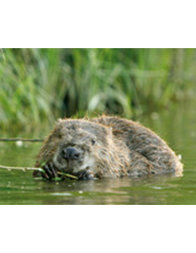 printemps_des_castors