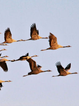 Envol des grues cendrées