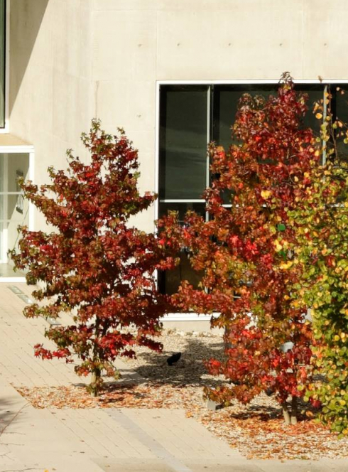 L'automne au Musée Würth