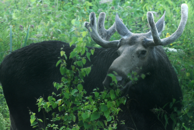 Dans les bois - Élan