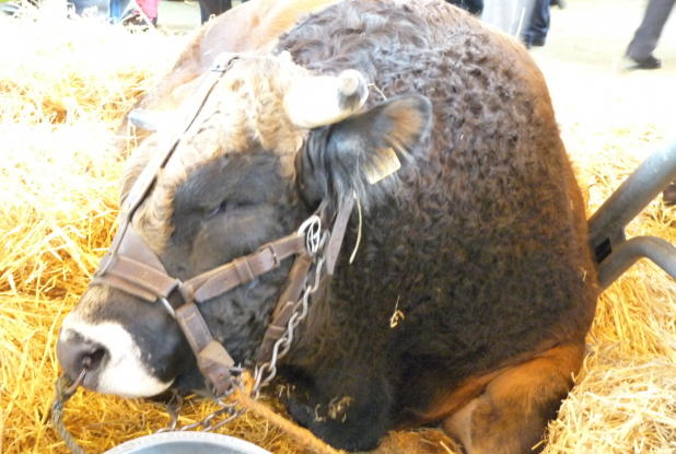 Salon de l'agriculture