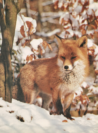 Histoires de renards