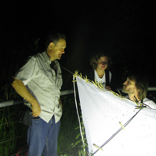 Soirée Observation nocturne des papillons et insectes de nuit