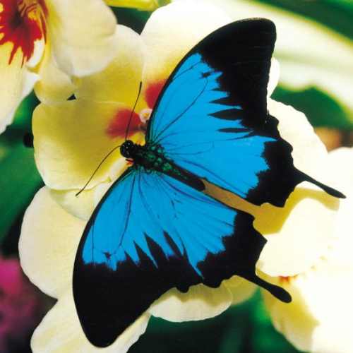 Jardin des papillons