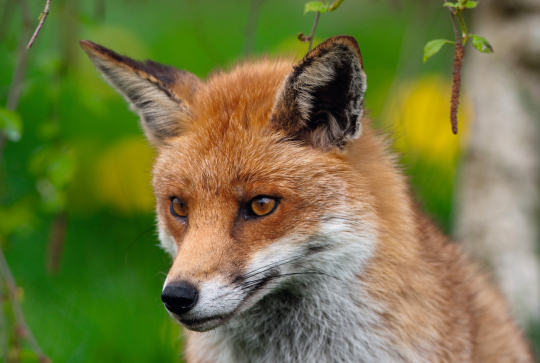 Observer un renard