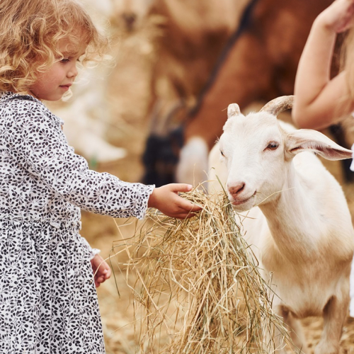 Fermes pédagogiques : pourquoi et comment marche cette sortie nature au contact des animaux ?