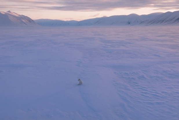 Kina & Yuk : renards de la banquise - neige