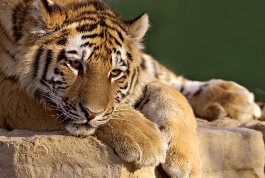 Zoo African Safari : félin sauvage