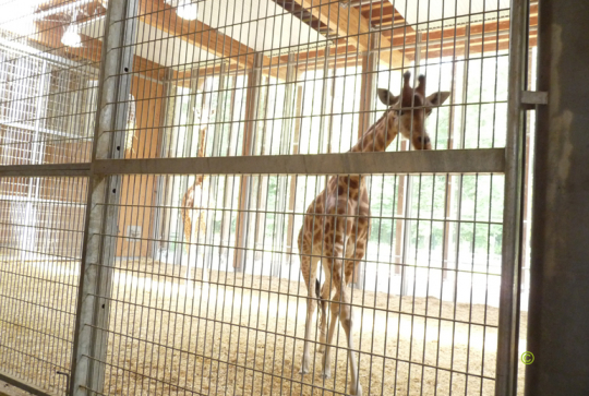 Zoo de Lyon la giraferie