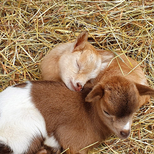 Les Animaux de Fairytale