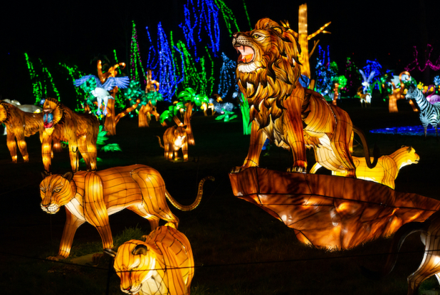 Lumières sauvages au Château de Thoiry : lion