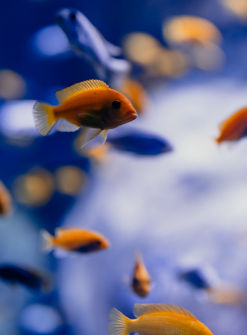 Aquarium de Lyon - poisson orange