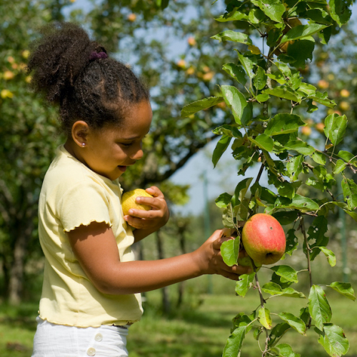 Cueillette des Gourmands : enfant cueille une pomme