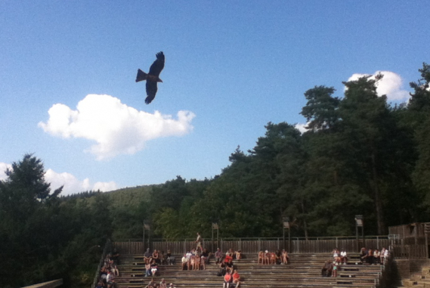 parc de courzieu (spectacle des rapaces)