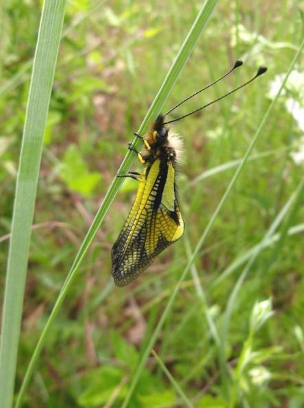 Observation insectes