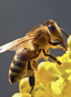 Le monde merveilleux des abeilles