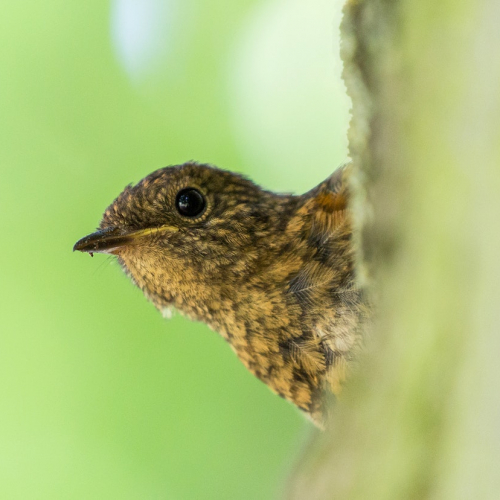Château et Parc de la Mirabelle