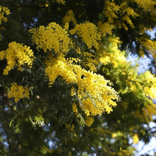 Fête du Mimosa 2025 à Mandelieu-La Napoule : Un mimosa en fleurs