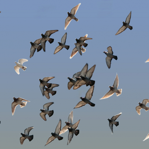 Championnat international de pigeons de vols acrobatiques