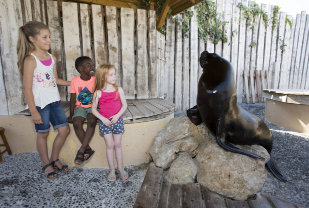 Rencontre avec une otarie