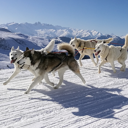 Chiens de traîneaux - Saint François Lonchamp
