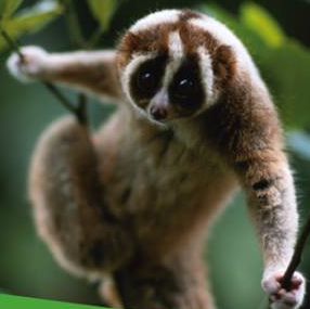 A la rencontre des primates