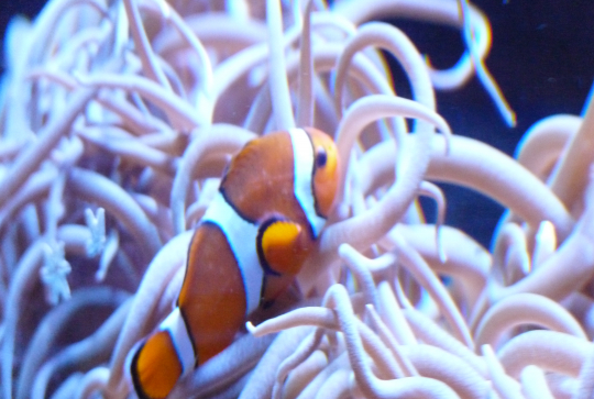 event_lesanimauxmarins_Paris_Fevrier2015_Nemo