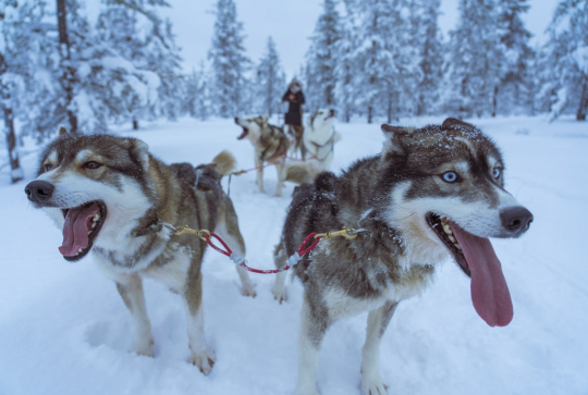 Balade en chiens de traîneau en famille