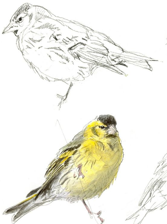 Expo Du volume au trait