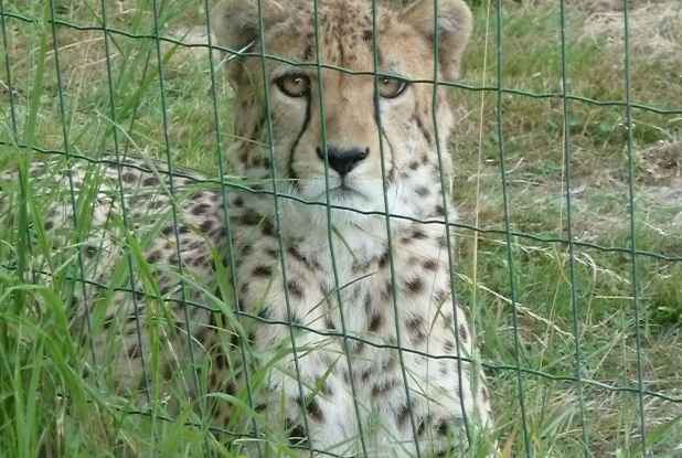 Parc des félins : regard félin