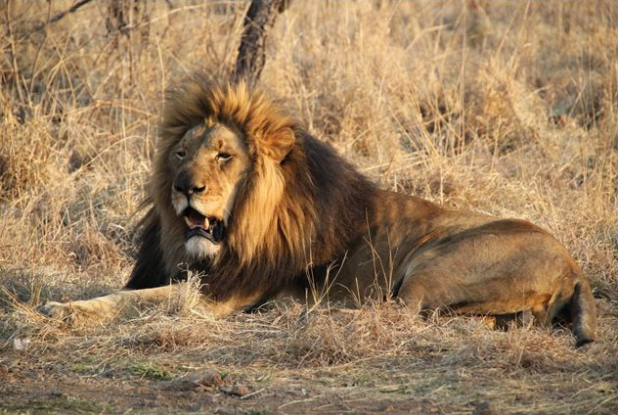 African Safari - lion