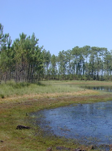 Parc naturel régional des Landes de Gascogne