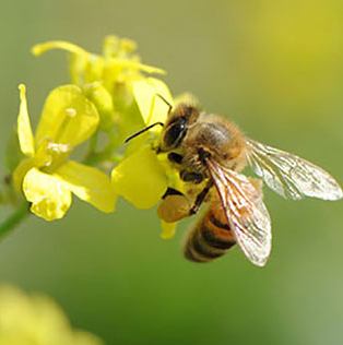 Fête de l'abeille 2015