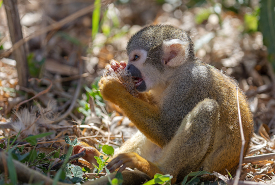Terre de Singes : parc zoologique de Lumigny